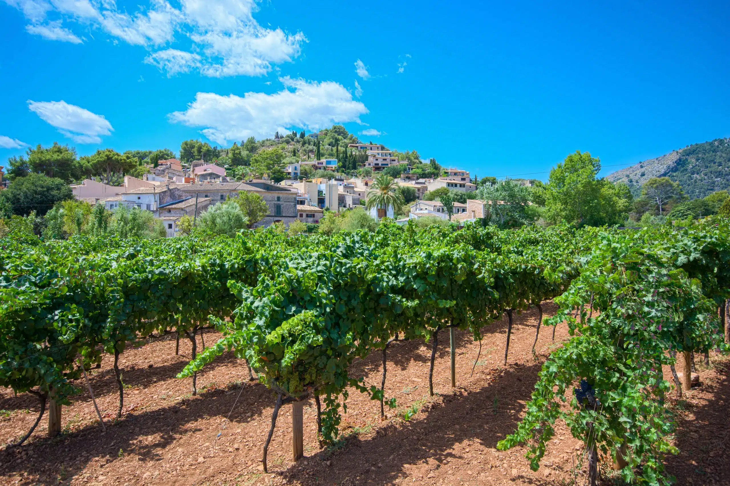 Wine,Growing,On,The,Edge,Of,Pollenca,In,Mallorca